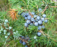 Можжевельник обыкновенный (Juniperus communis) 10 семян