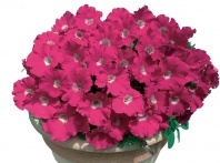Петуния Джоконда Rose&W/White Eye F1 Ампельная арт. 9281 30 семян