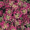 Алиссум Easter Bonnet Rose Deep