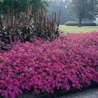 Петуния ампельная Тайдал Tidal Wave F1 Hot Pink Pelleted 100 др.