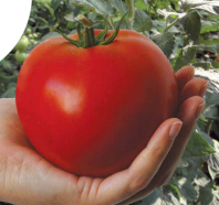 Томат Махитос F1 Индетерминантный. Нидерланды 100 семян