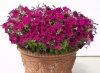 Петуния Бейби Джоконда Purple F1 Ампельная Арт. 55519141 Pelleted 30 драже