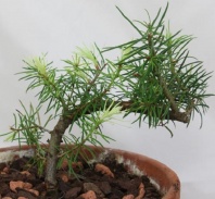 Псевдотсуга тисолистная сизая (Pseudotsuga menziesii var. glauca) "San Juan, CO" 8 семян Псевдотсуга тисолистная сизая (Pseudotsuga menziesii var. glauca) "San Juan, CO" 8 семян