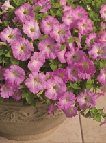 Петуния ампельная Пикобелла каскад Picobella Cascade F1 Pink Glo, Хупта, 55514222 100 др