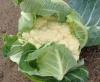 Капуста Гохан F1