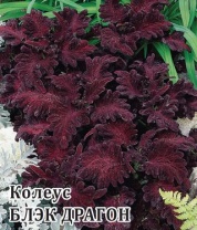 G Колеус Блэк Драгон 4 шт. Элитная клумба G Колеус Блэк Драгон 4 шт. Элитная клумба