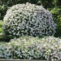 Петуния ампельная Тайдал Tidal Wave F1 Silver Pelleted 100 др. Петуния ампельная Тайдал Tidal Wave F1 Silver Pelleted 100 др.