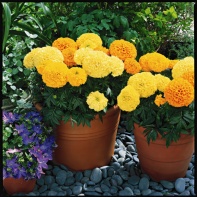 Бархатцы прямостоячие Инка 2 F1 Микс