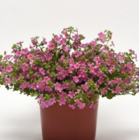 Бакопа, Пинктопия F1 Бакопа, Пинктопия F1