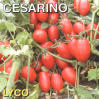 Томат Чезарино F1