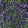 Лаванда ELLAGANCE, Purple