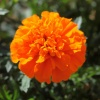 Бархатцы отклоненные Cresta Deep Оrange