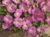 Петуния ампельная Пикобелла каскад Picobella Cascade F1 Pink Glo, Хупта, 55514221 20 др