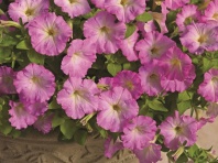 Петуния ампельная Пикобелла каскад Picobella Cascade F1 Pink Glo, Хупта, 55514221 20 др