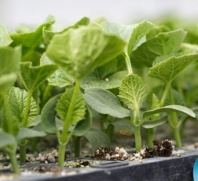 Подвой Сфинкс F1 Подвой Сфинкс F1