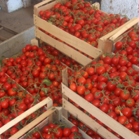 Томат Кимберлино F1