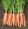 Морковь Белградо F1