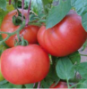 Томат Димероза F1