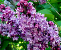 Сирень широколистная (Syringa oblata) 0,1 гр.