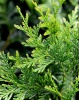 Туя складчатая (Thuja plicata) 0,1 гр. 100 семян