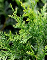 Туя складчатая (Thuja plicata) 0,1 гр. 100 семян