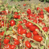 Томат Минимарцано F1