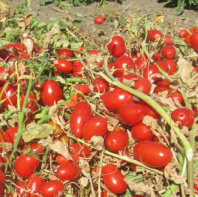Томат Минимарцано F1