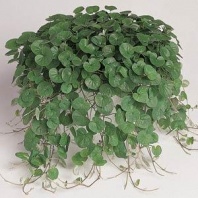 Дихондра серебристая ползучая Emerald Falls 100 шт. Multi-pelleted