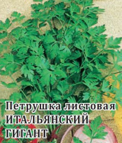 G Петрушка Итальянский гигант 2 г