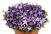 Петуния Джоконда Blue&Whit F1 Ампельная арт. 9241 Pelleted 30 драже
