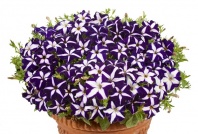 Петуния Джоконда Blue&Whit F1 Ампельная арт. 9241 Pelleted 30 драже