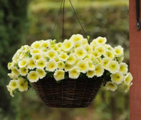 Петуния E3 Изи Вейв F1 Yellow Петуния E3 Изи Вейв F1 Yellow