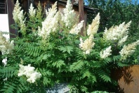 Рябинник рябинолистный (Sorbaria sorbifolia)  0,1 гр.