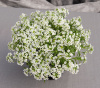 Алиссум Giga White