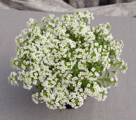 Алиссум Giga White