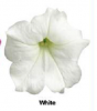Петуния Изи Вейв, Белая F1
