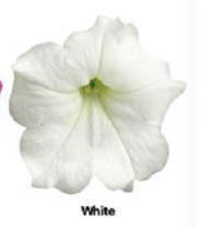 Петуния Изи Вейв, Белая F1 Петуния Изи Вейв, Белая F1