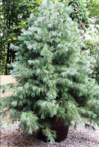 Сосна гималайская  (Pinus wallichiana) 4 шт.