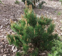 Сосна Банкса (Pinus banksiana) "MN" 10 шт.