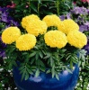 Бархатцы прямостоячие Антигуа F1 Yellow
