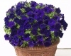 Петуния Бейби Джоконда Blue F1 Ампельная Арт. 55519161 Pelleted 30 драже Петуния Бейби Джоконда Blue F1 Ампельная Арт. 55519161 Pelleted 30 драже