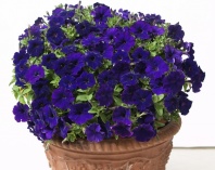 Петуния Бейби Джоконда Blue F1 Ампельная Арт. 55519161 Pelleted 30 драже Петуния Бейби Джоконда Blue F1 Ампельная Арт. 55519161 Pelleted 30 драже