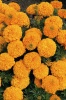 Бархатцы прямостоячие Инка 2 F1 Оранж Coated 1.000 семян Бархатцы прямостоячие Инка 2 F1 Оранж Coated 1.000 семян