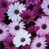Остеоспермум AKILA F1 Mix