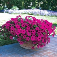 Петуния ампельная Вейв Wave F1 Purple Петуния ампельная Вейв Wave F1 Purple