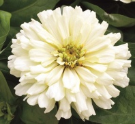 Цинния изящная Short Stuff F1, Белая Coated Хупта 4886226 100 семян