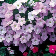 Петуния ампельная Вейв Wave F1 Misty Lilac Арт. 7251 Pelleted 20 драже
