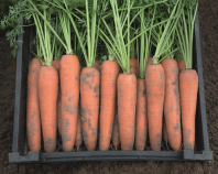 Морковь Берлин F1