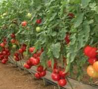 Томат Розалин F1 Томат Розалин F1