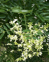 Софора японская (Sophora japonica) 4 шт.